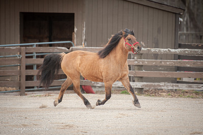 Tango, 13yo Draft/Welsh Pony gelding, 13.2hh