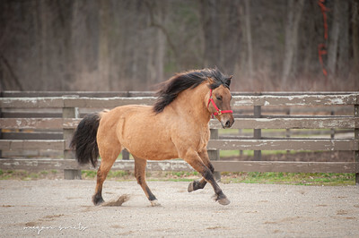 Tango, 13yo Draft/Welsh Pony gelding, 13.2hh
