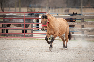 Tango, 13yo Draft/Welsh Pony gelding, 13.2hh