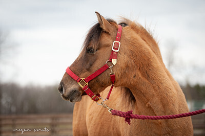 Tango, 13yo Draft/Welsh Pony gelding, 13.2hh
