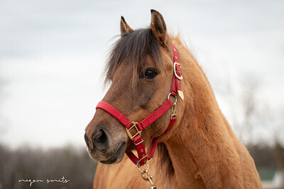 Tango, 13yo Draft/Welsh Pony gelding, 13.2hh