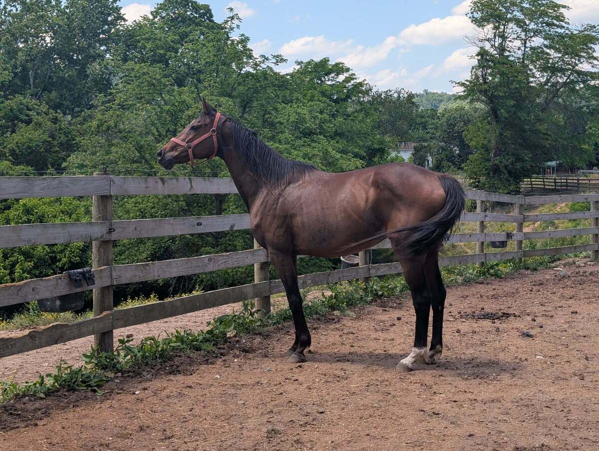 Tami, 15yo Thoroughbred mare, 15.1hh