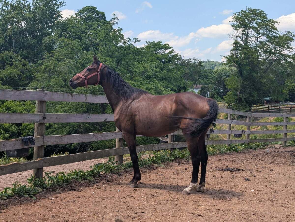Tami, 15yo Thoroughbred mare, 15.1hh