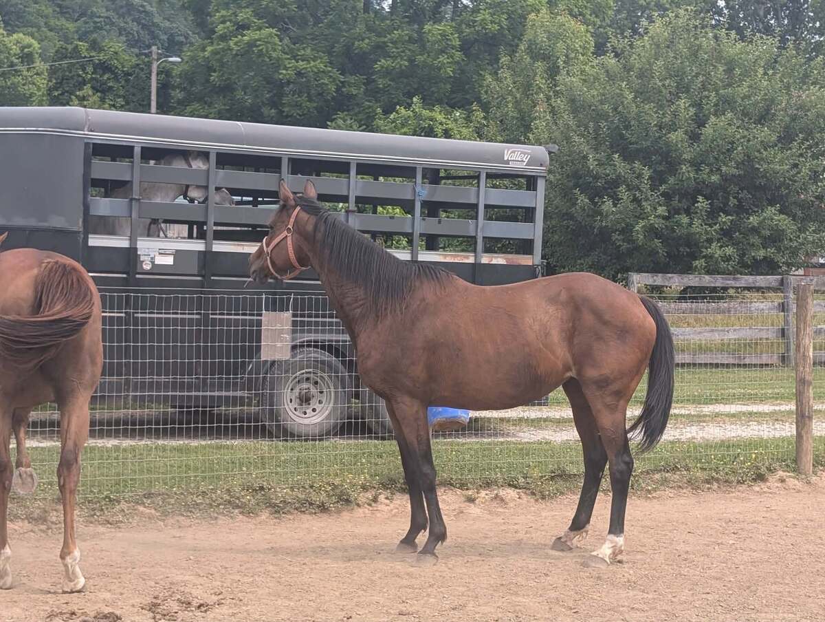 Tami, 15yo Thoroughbred mare, 15.1hh