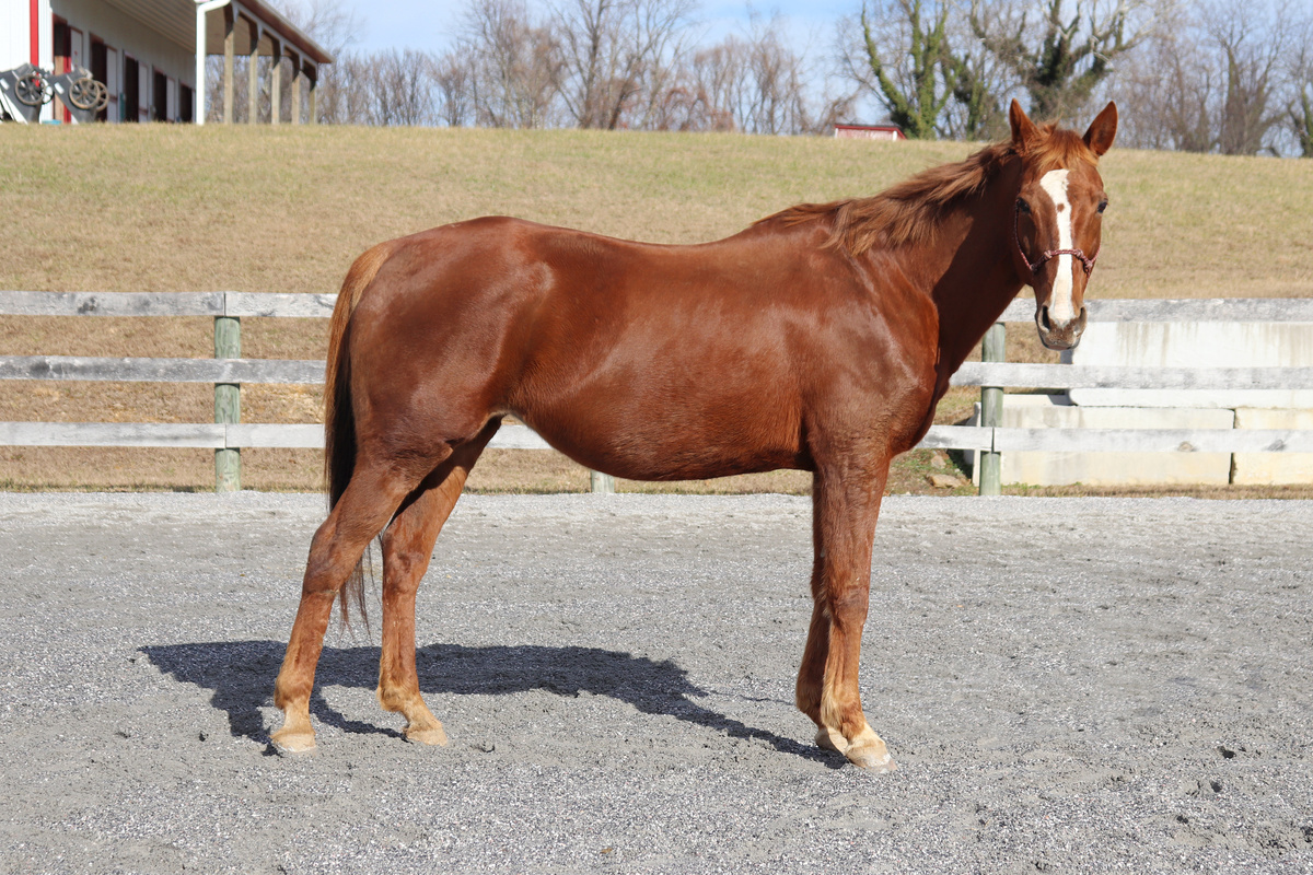 Tranquil Tuesday, 16yo Thoroughbred mare, 15.3hh