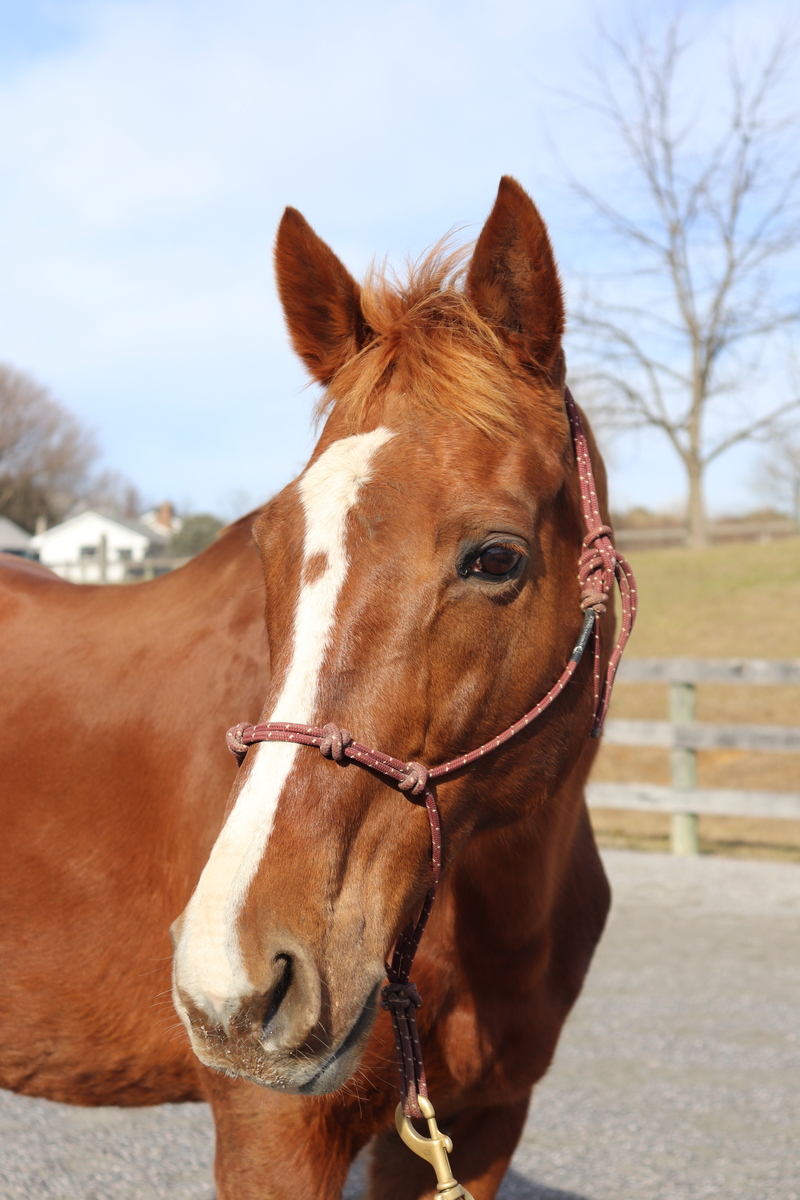 Tranquil Tuesday, 16yo Thoroughbred mare, 15.3hh