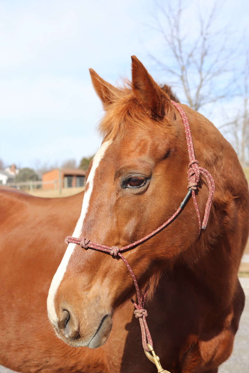 Tranquil Tuesday, 16yo Thoroughbred mare, 15.3hh