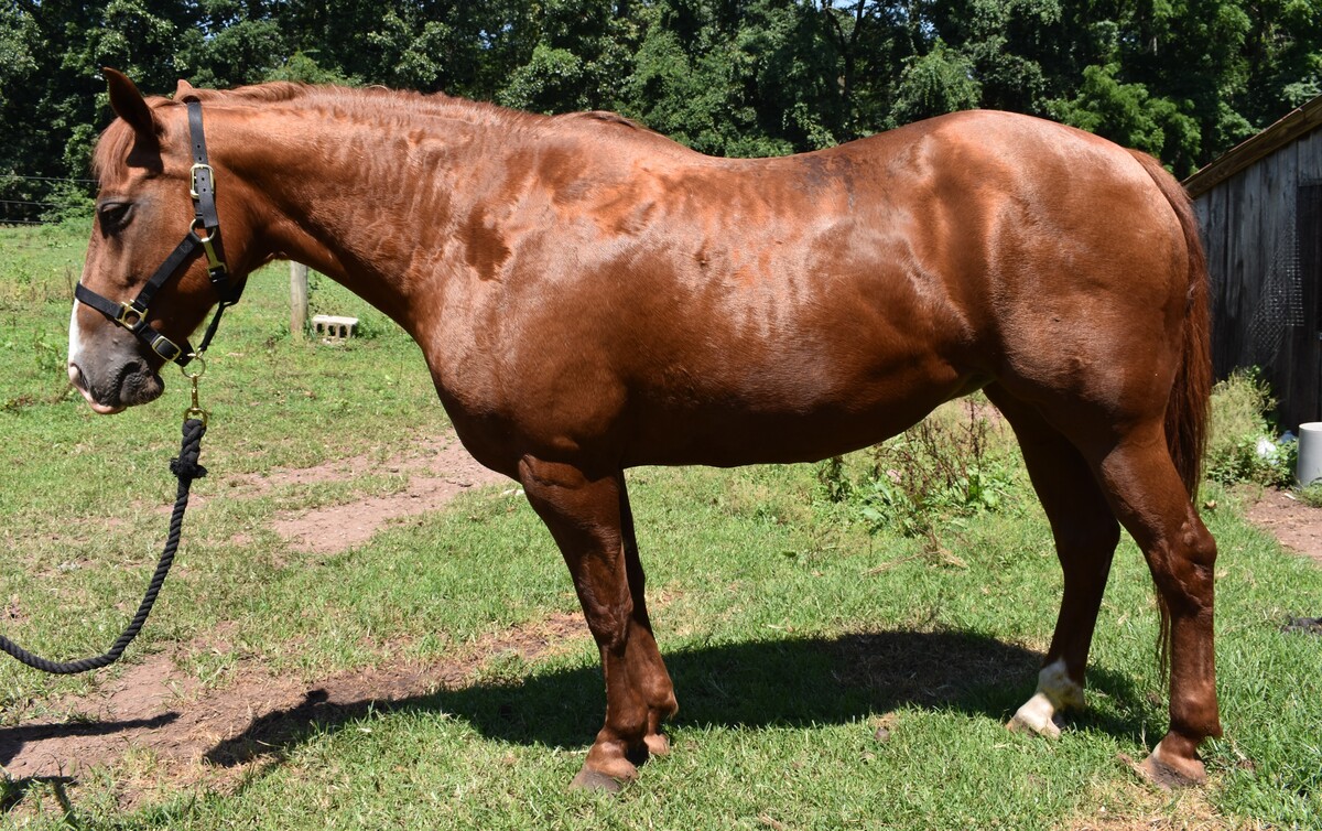 Ears on Backwards, 22yo American Quarter Horse mare, 15.0hh
