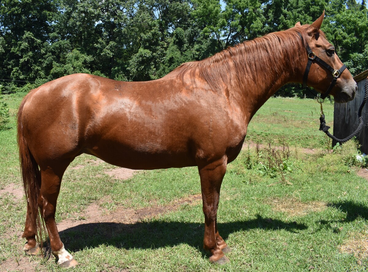 Ears on Backwards, 22yo American Quarter Horse mare, 15.0hh