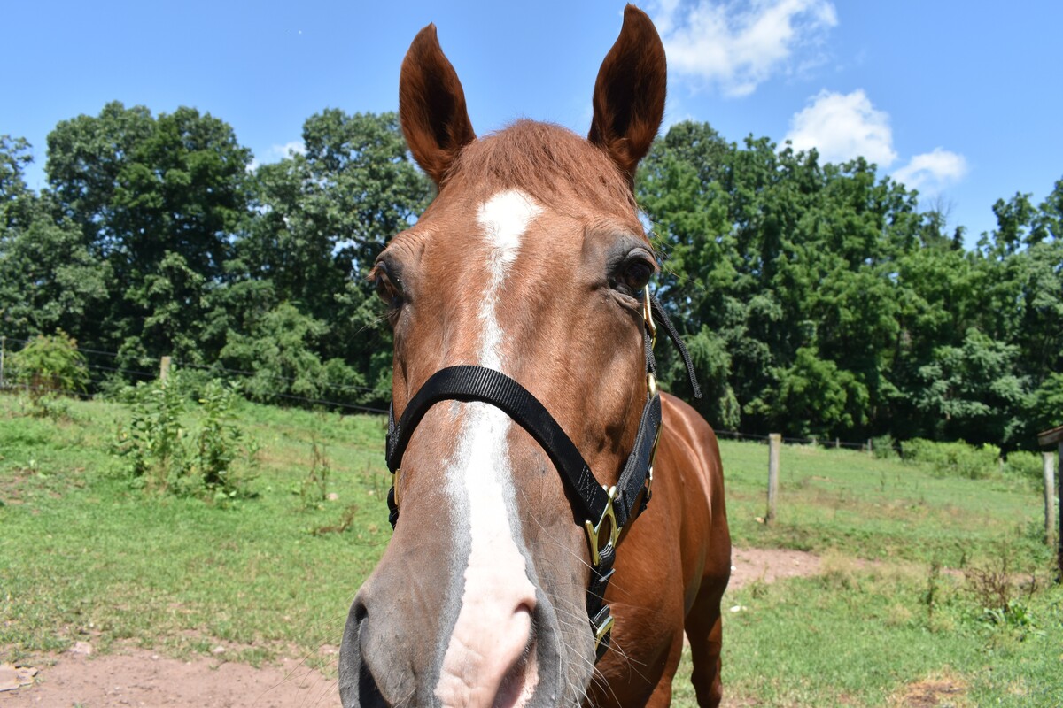 Ears on Backwards, 22yo American Quarter Horse mare, 15.0hh