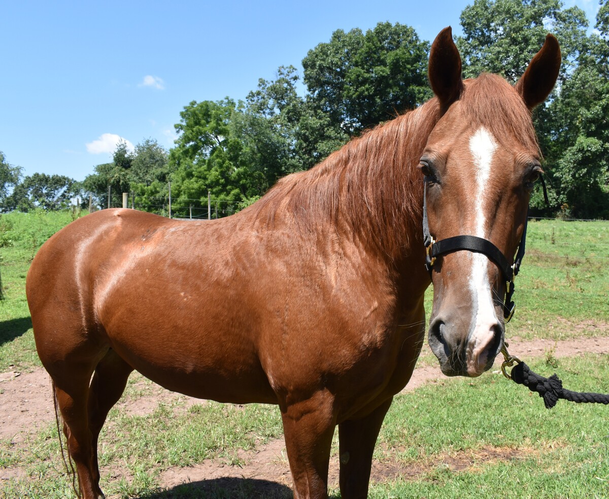 Ears on Backwards, 22yo American Quarter Horse mare, 15.0hh