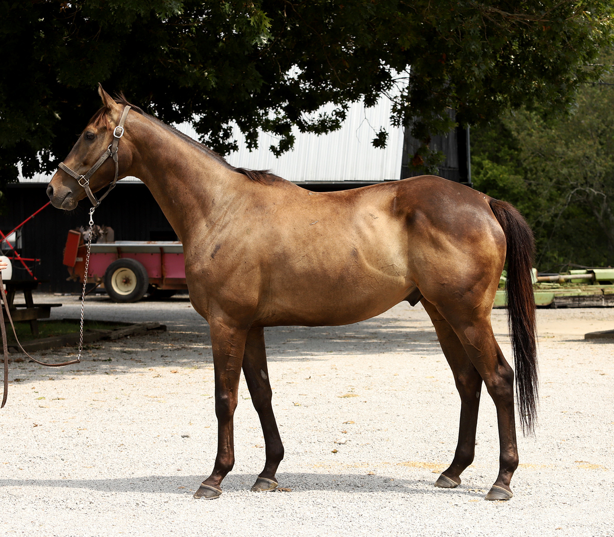 Wildcat Dancer, 6yo Thoroughbred gelding, 16.0hh