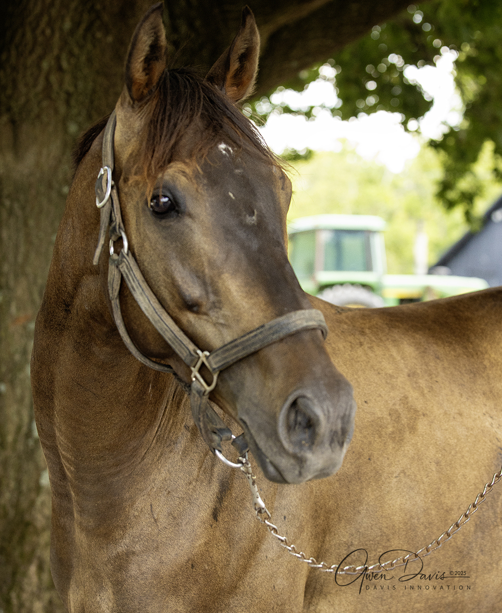 Wildcat Dancer, 6yo Thoroughbred gelding, 16.0hh