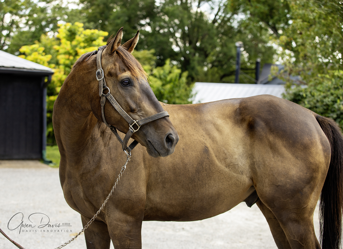 Wildcat Dancer, 6yo Thoroughbred gelding, 16.0hh