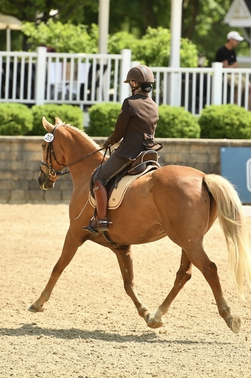 Devante, 9yo Warmblood gelding, 15.3hh