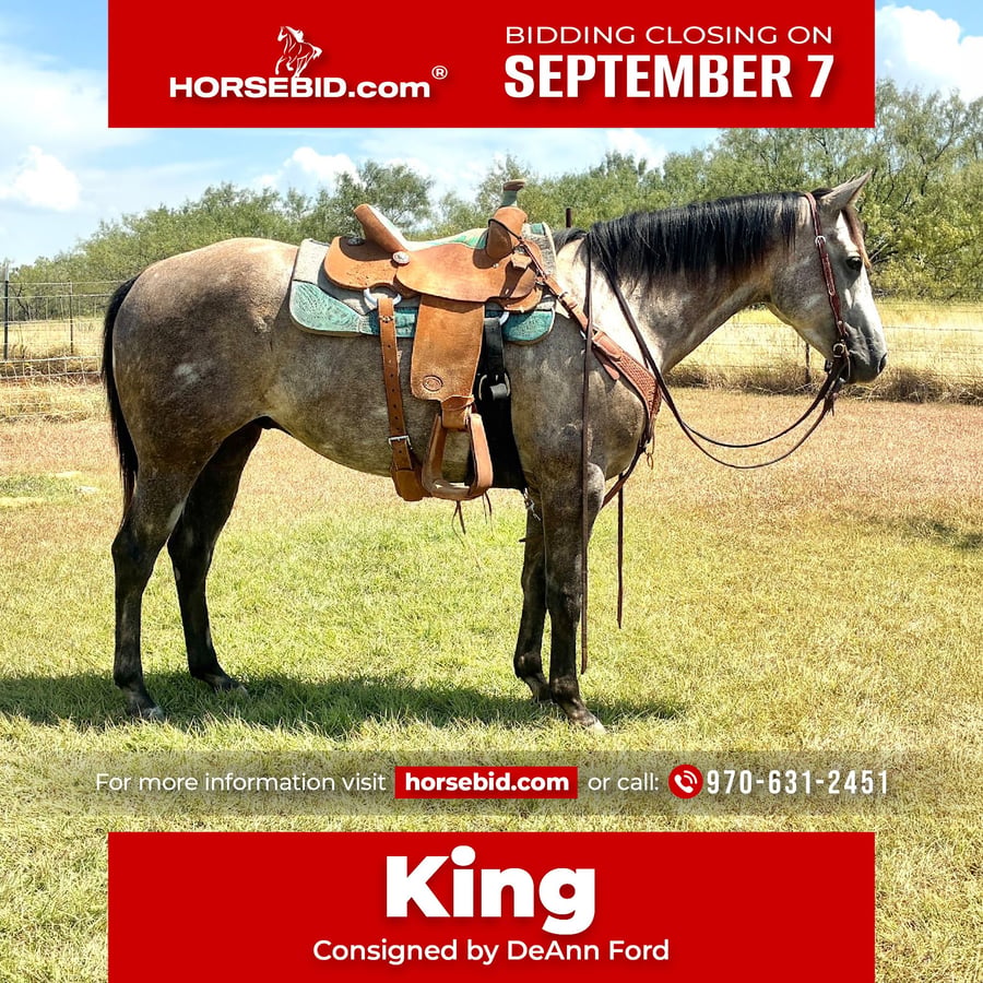 American Quarter Horse, 4yo American Quarter Horse gelding