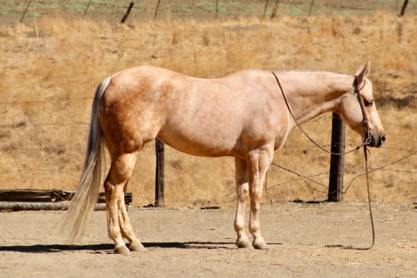 AUTUMN RAIN (AUTUMN), 8yo AQHA Quarter Horse mare, 15.0hh