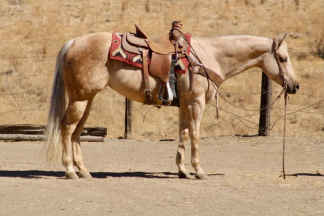 AUTUMN RAIN (AUTUMN), 8yo AQHA Quarter Horse mare, 15.0hh