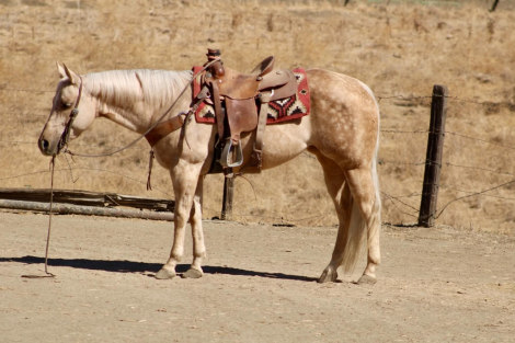 AUTUMN RAIN (AUTUMN), 8yo AQHA Quarter Horse mare, 15.0hh