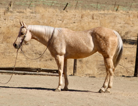 AUTUMN RAIN (AUTUMN), 8yo AQHA Quarter Horse mare, 15.0hh
