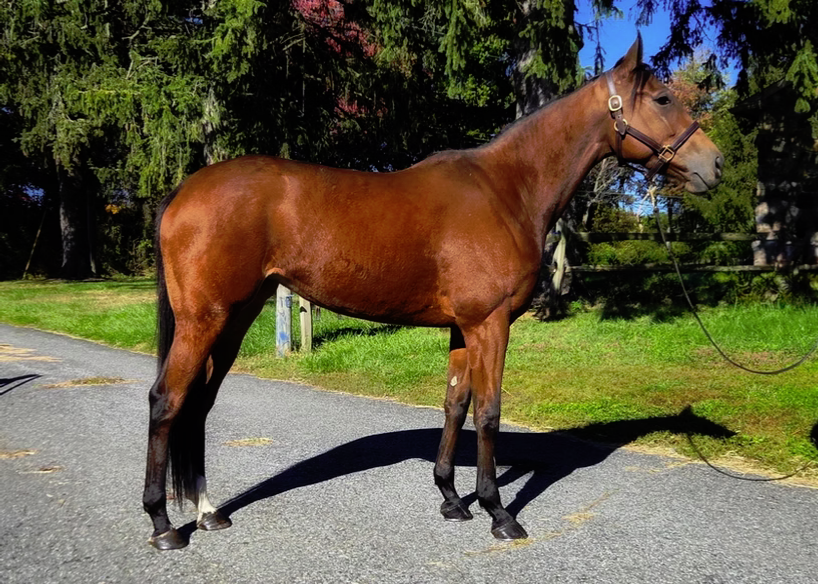 Sweet Manhattan, 4yo Thoroughbred mare, 15.1hh