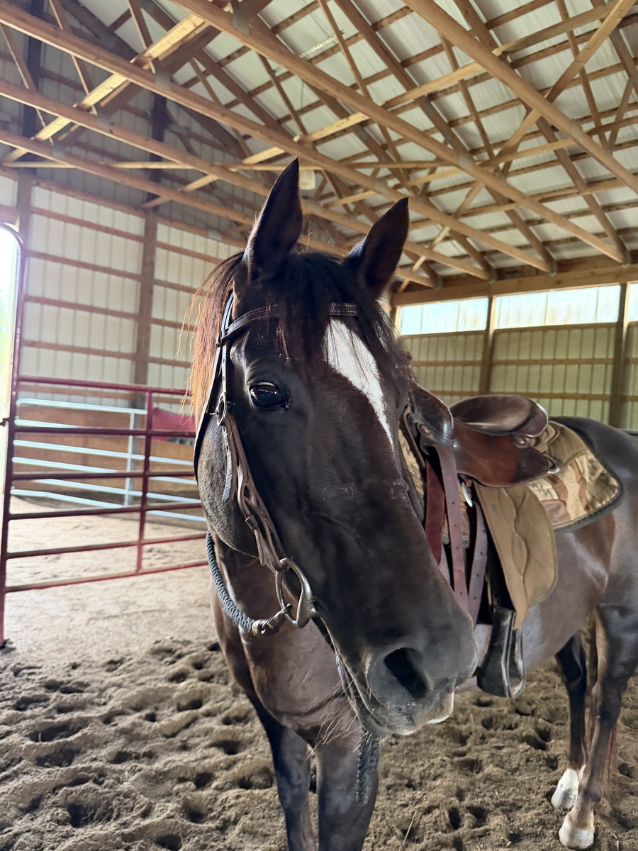 Jazz, 18yo American Quarter Horse mare, 14.3hh
