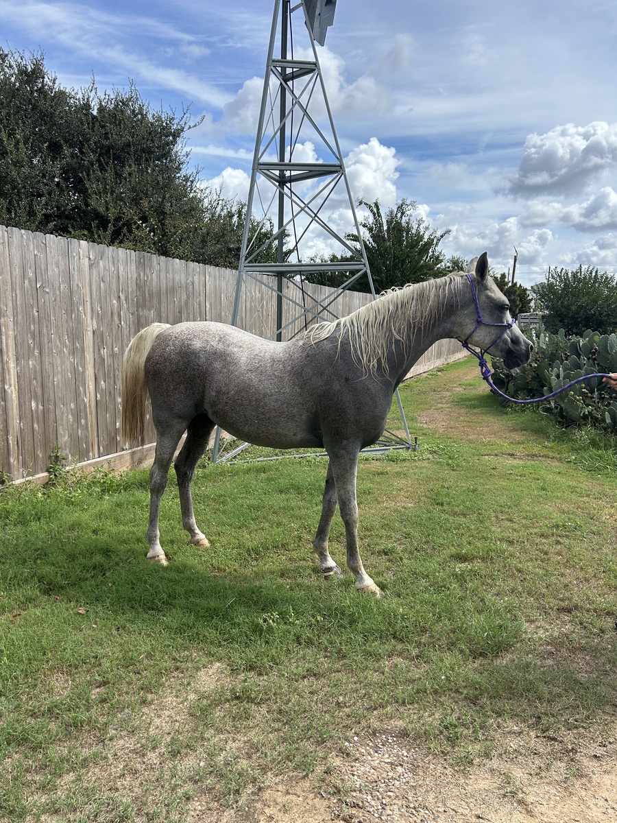 Jemini, 19yo Arabian gelding, 14.3hh