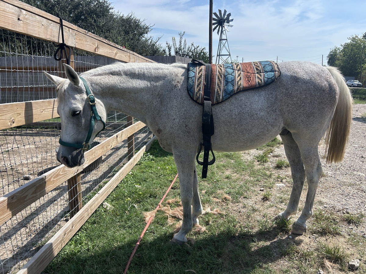 Jemini, 19yo Arabian gelding, 14.3hh