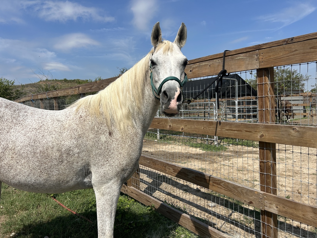 Jemini, 19yo Arabian gelding, 14.3hh