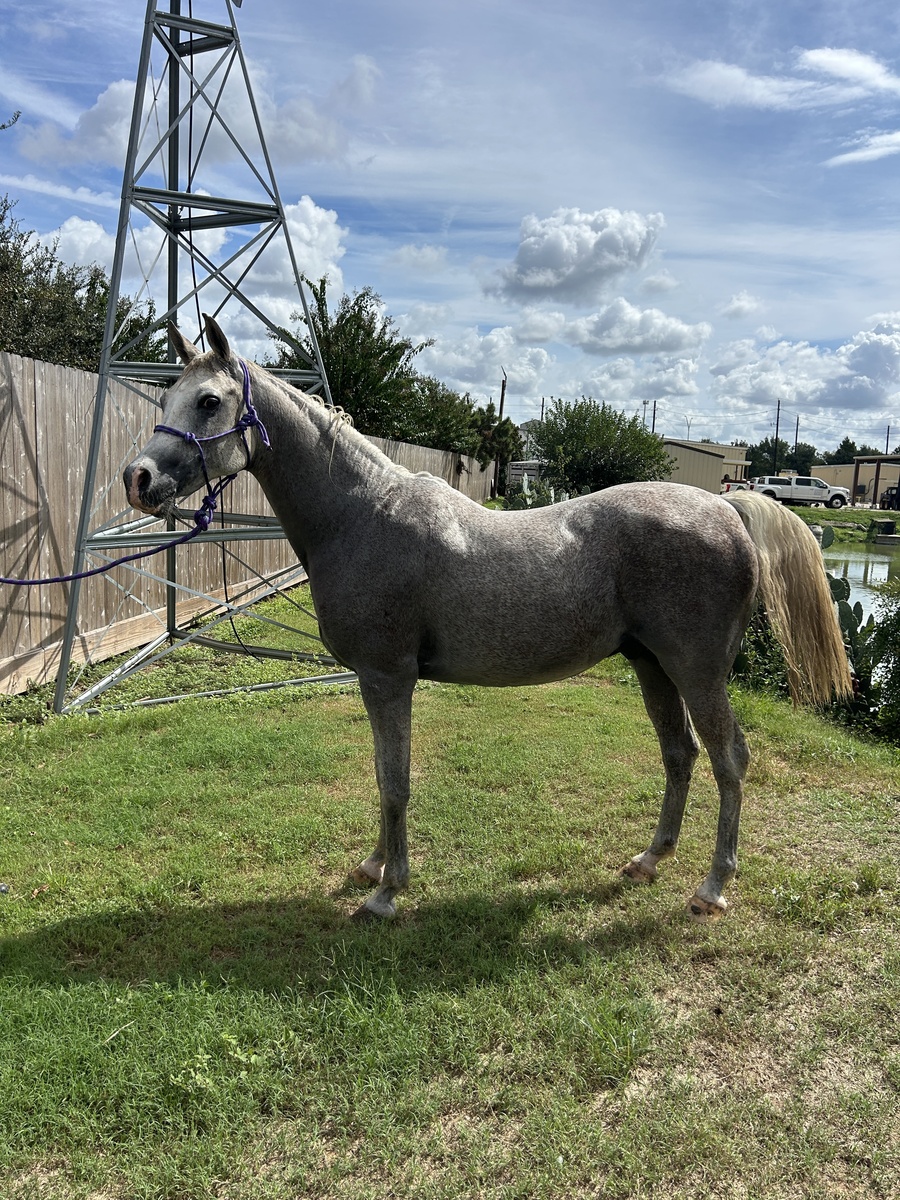 Jemini, 19yo Arabian gelding, 14.3hh