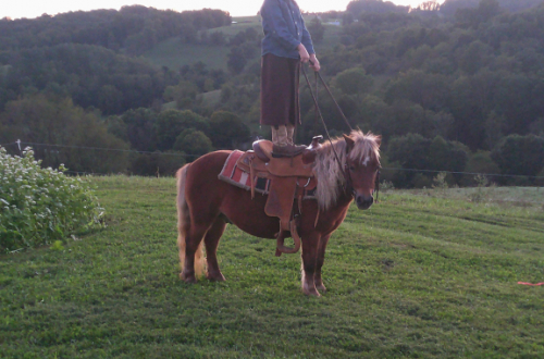 Roper, 5yo Pony gelding, 34 Incheshh