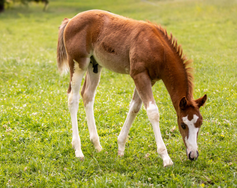 Boon There It Is (Dutton), AQHA Quarter Horse APHA Paint colt foal, 15.0hh