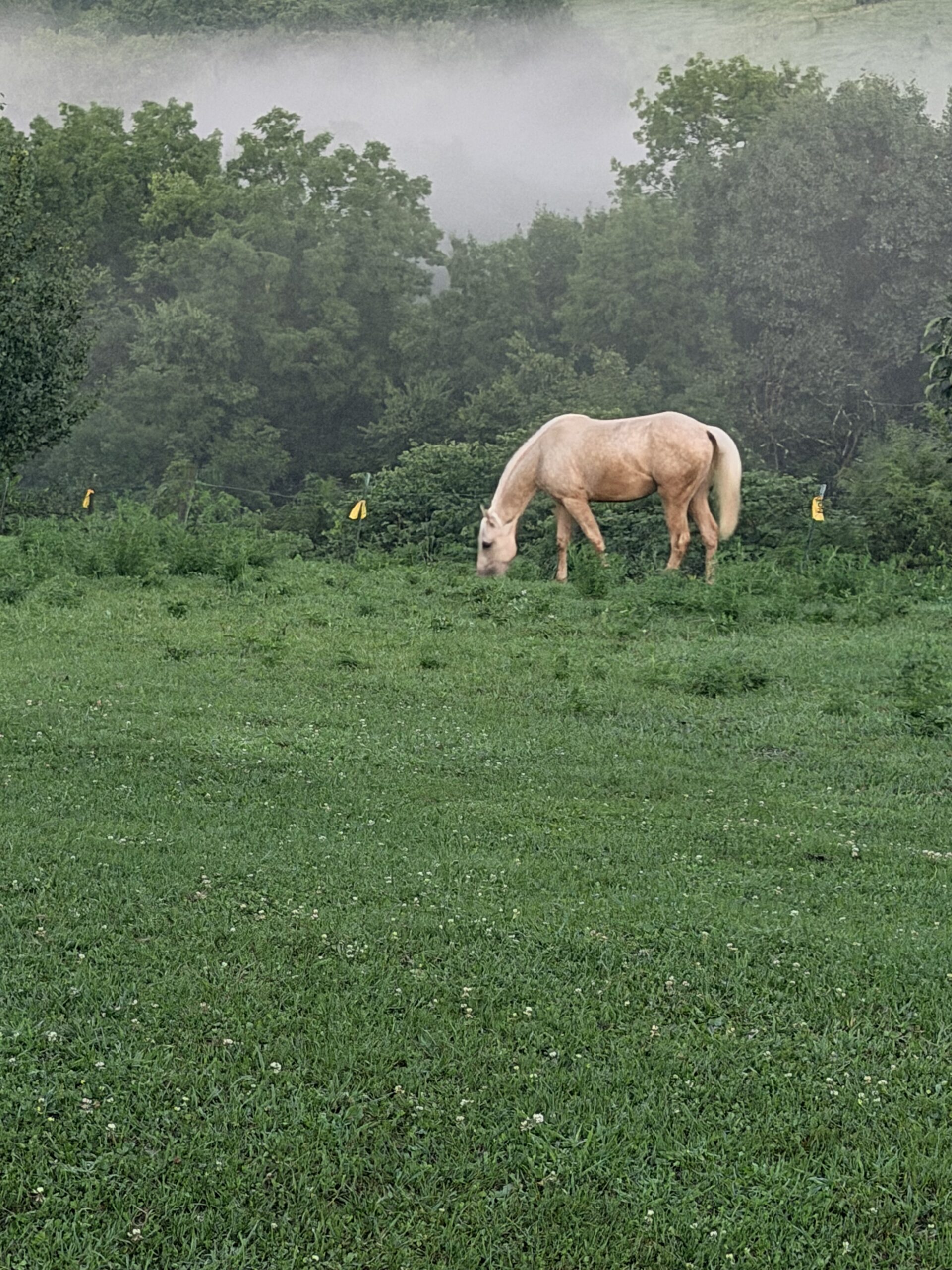 Beautiful Golden Palomino, Quarter Horse mare, 15hh