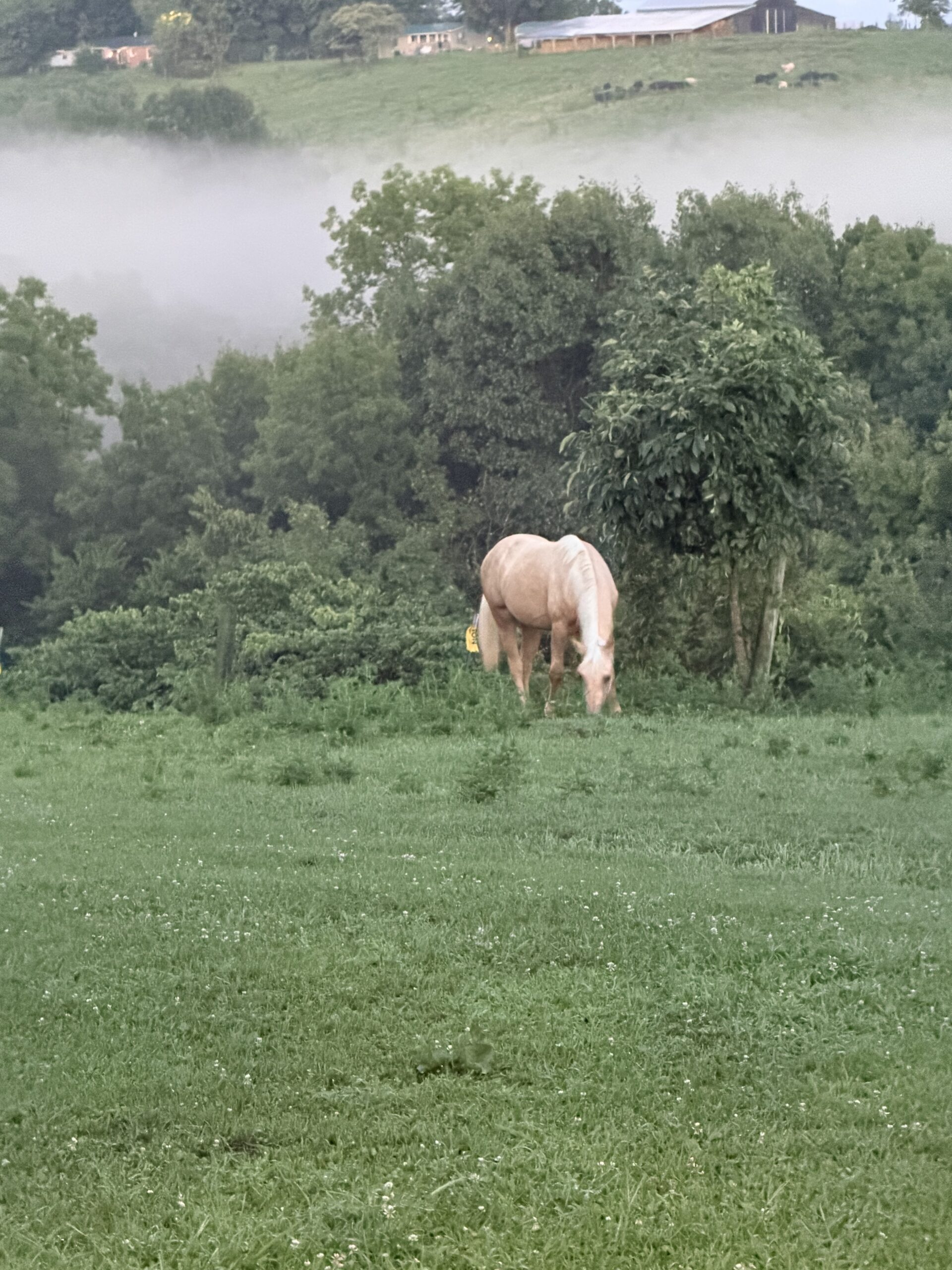 Beautiful Golden Palomino, Quarter Horse mare, 15hh