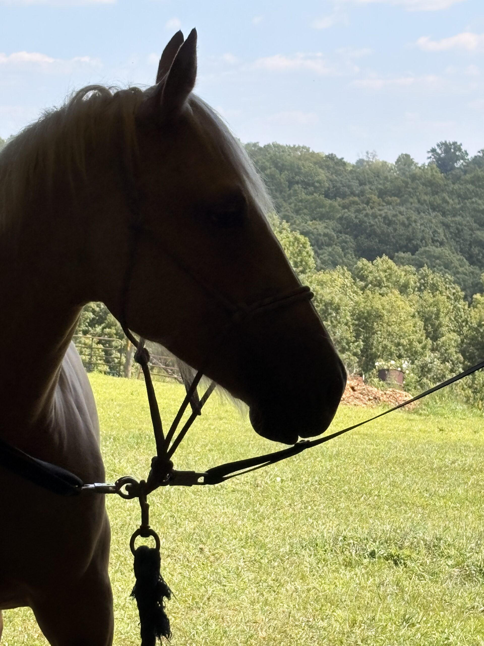 Beautiful Golden Palomino, Quarter Horse mare, 15hh
