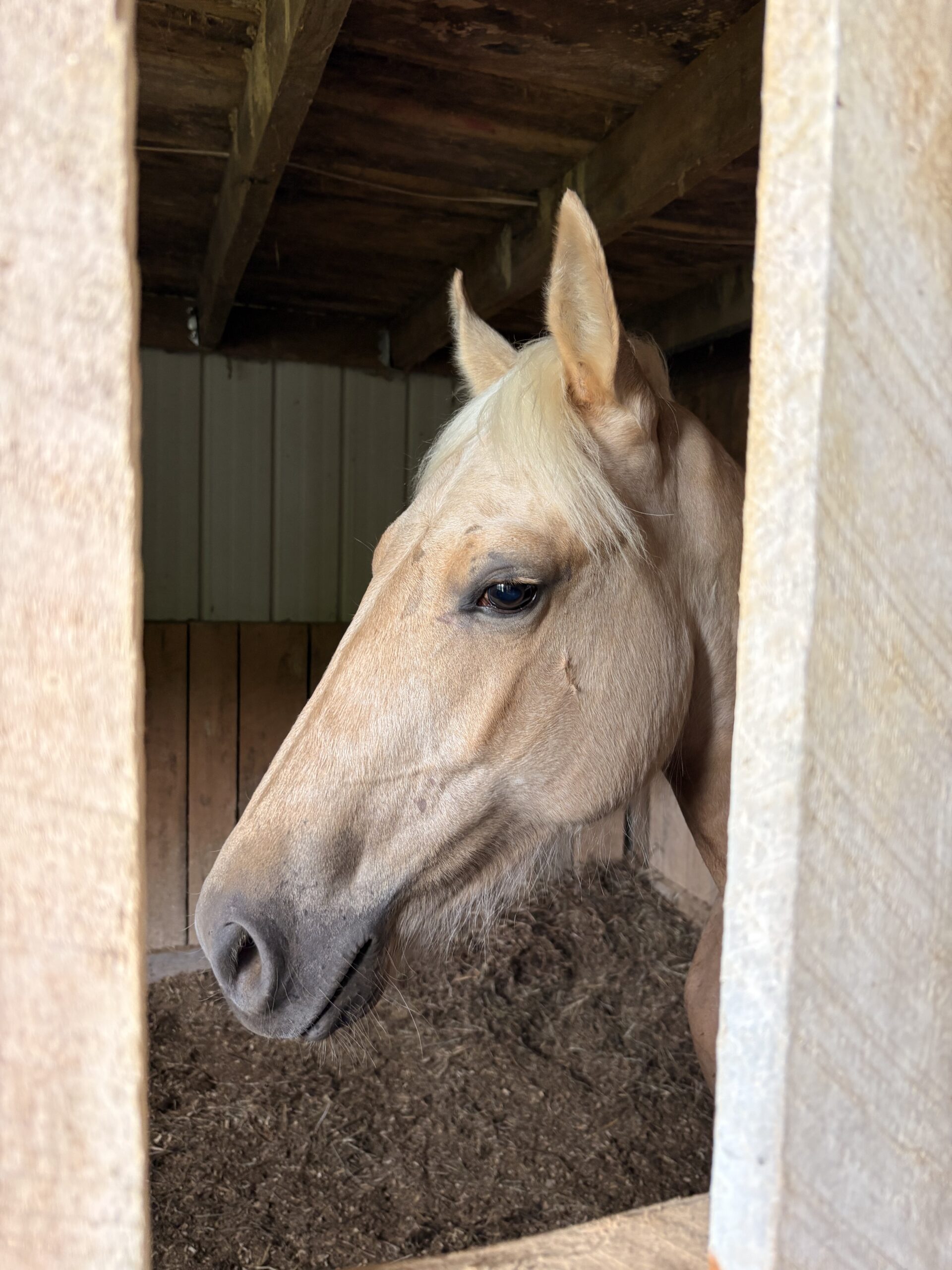 Beautiful Golden Palomino, Quarter Horse mare, 15hh