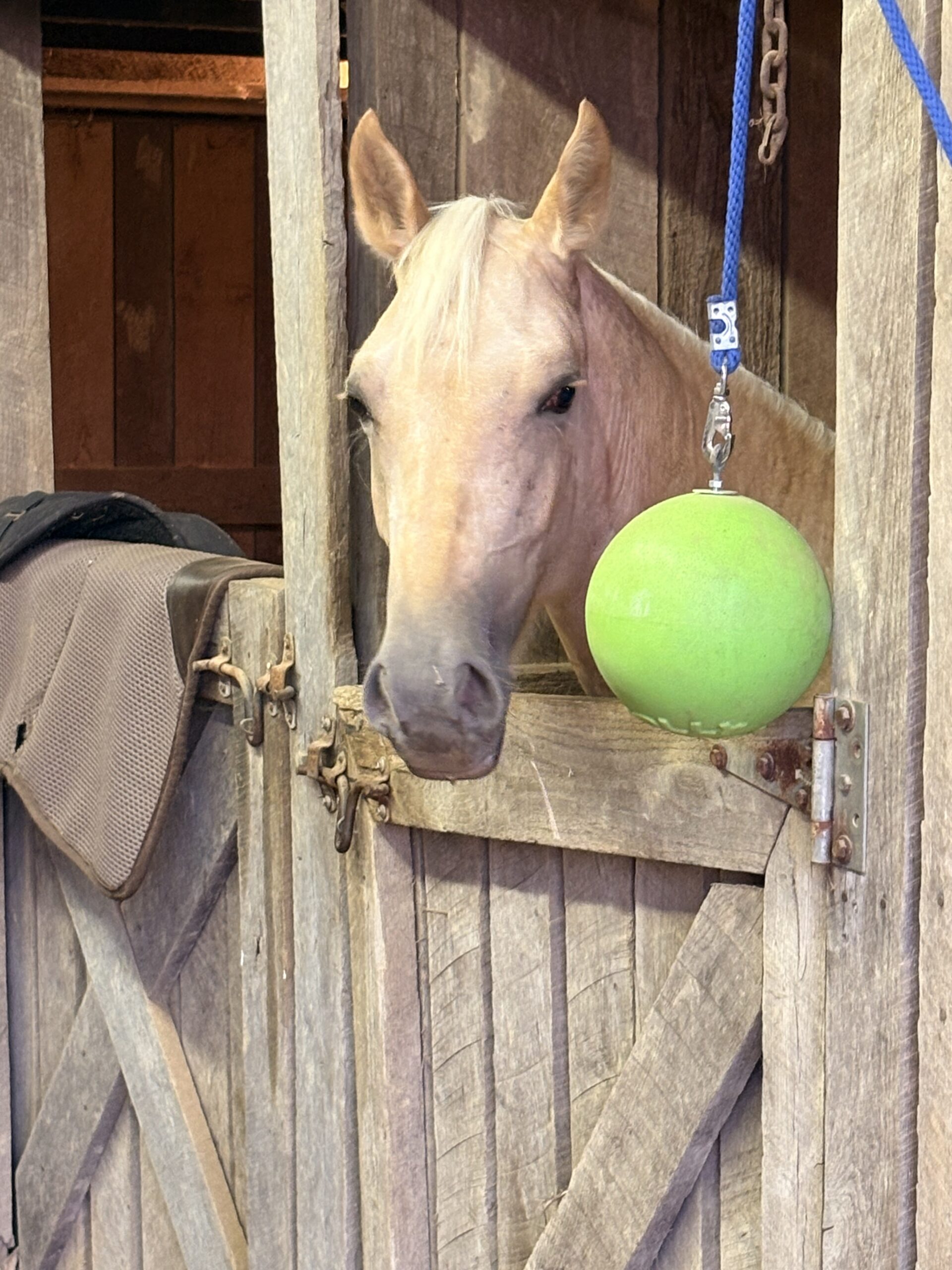 Beautiful Golden Palomino, Quarter Horse mare, 15hh