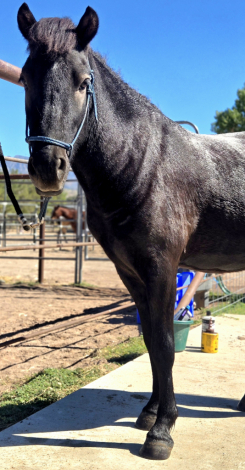 Napoleon, 4yo Icelandic gelding, 12.2hh
