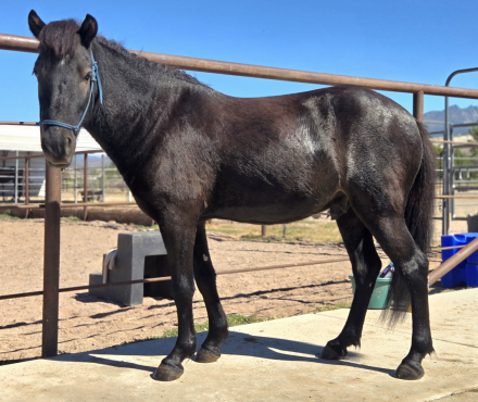 Napoleon, 4yo Icelandic gelding, 12.2hh