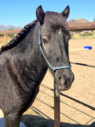 Napoleon, 4yo Icelandic gelding, 12.2hh