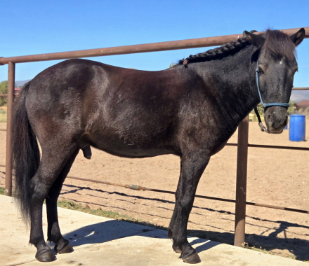 Napoleon, 4yo Icelandic gelding, 12.2hh