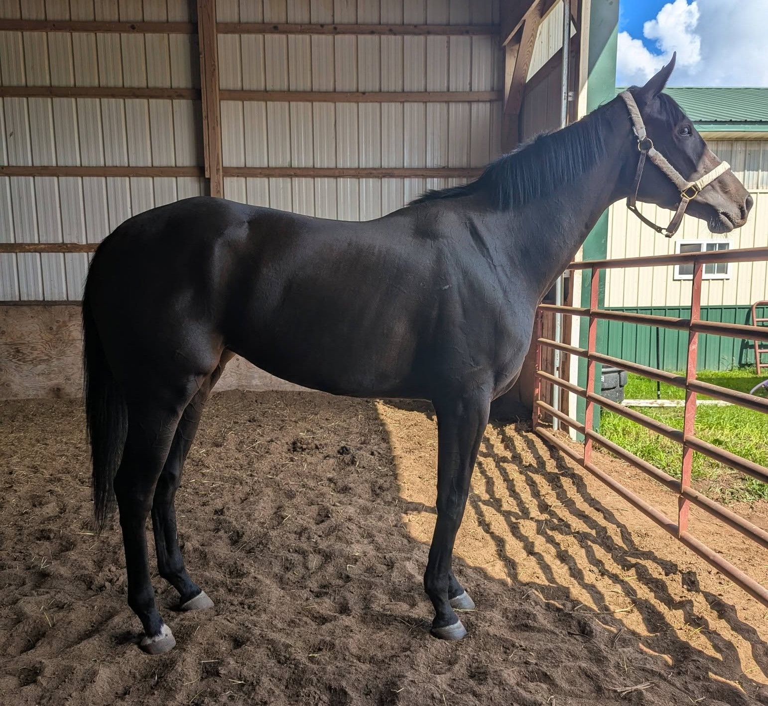 Coco, 3yo Thoroughbred mare, 16.2hh