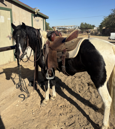Jackson, 6yo Pony gelding, 12.1hh