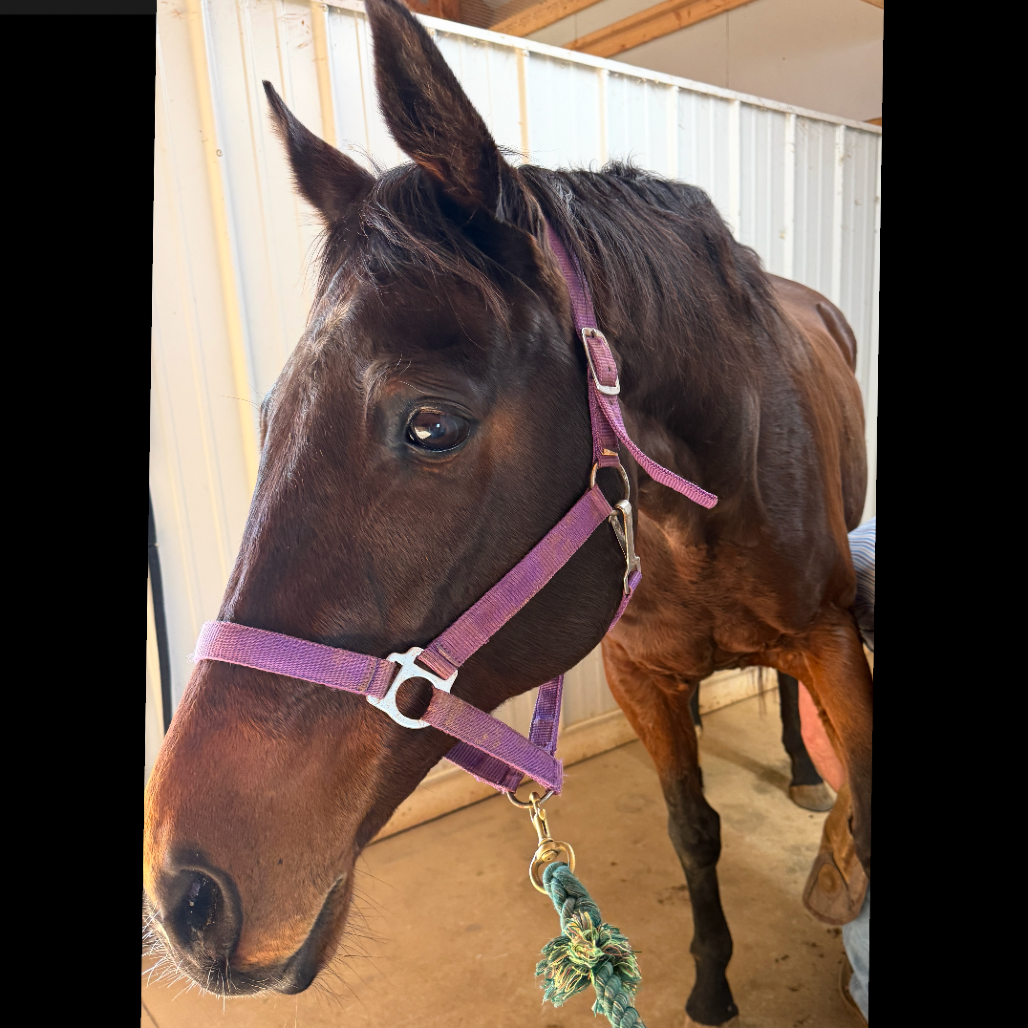Star, 20yo Thoroughbred mare, 15.3hh