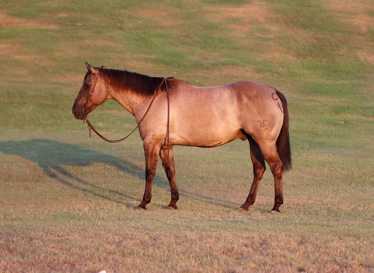 American Quarter Horse, 14yo American Quarter Horse gelding