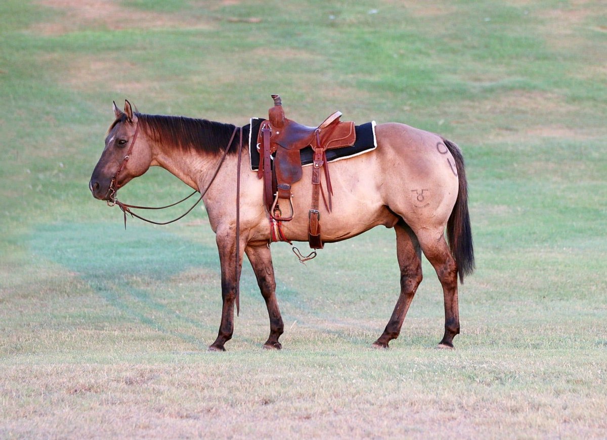 American Quarter Horse, 14yo American Quarter Horse gelding