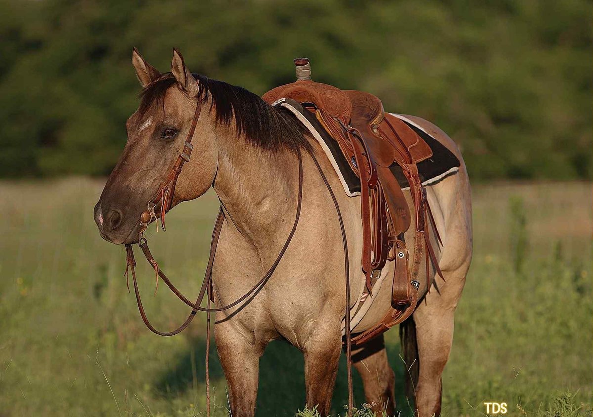 American Quarter Horse, 14yo American Quarter Horse gelding