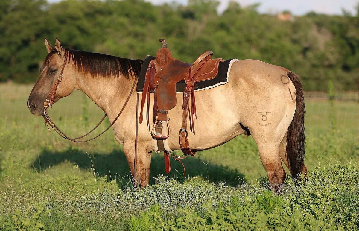 American Quarter Horse, 14yo American Quarter Horse gelding