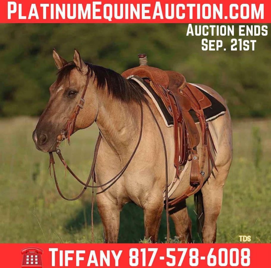 American Quarter Horse, 14yo American Quarter Horse gelding