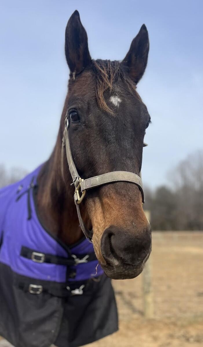 Zephyr, 14yo Thoroughbred mare, 16.0hh